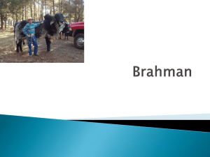 Brahman - Northwest ISD Moodle