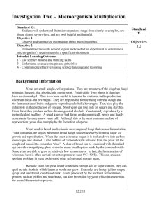 Microorganisms Growing Yeast