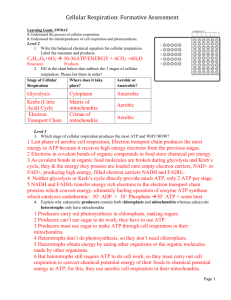 formative assessment for cell resp KEY