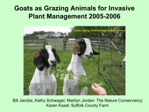 Goats as Grazing Animals for Invasive Plant Management 2005-2006