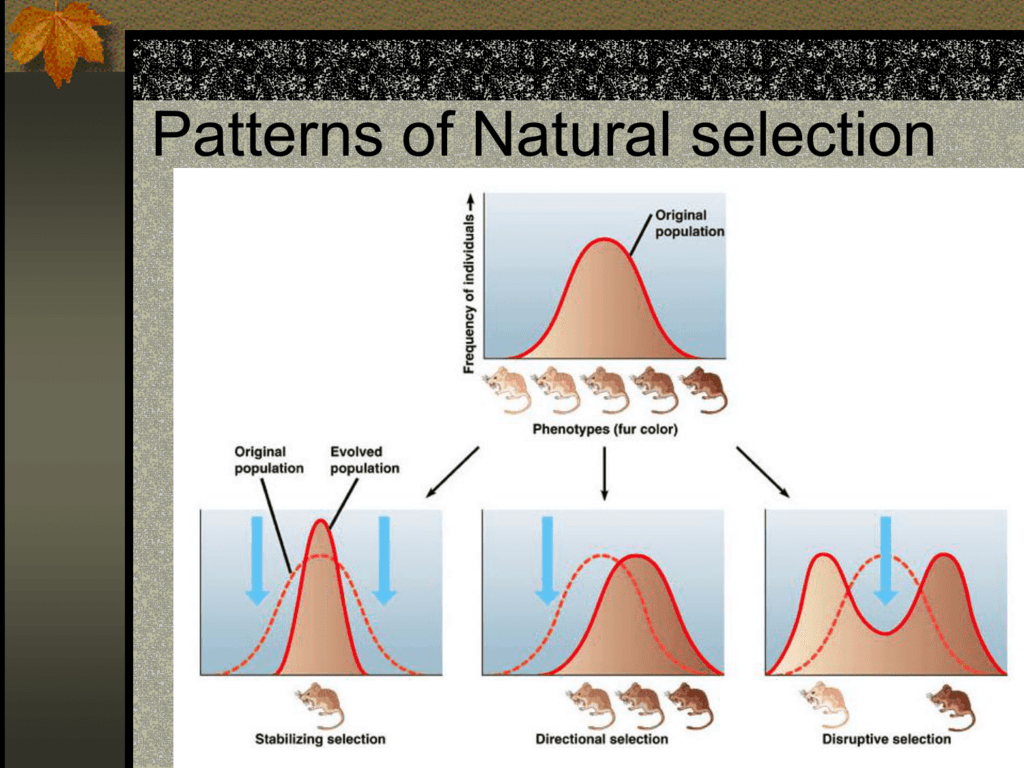 Natural Selection