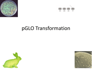 pGLO PPT