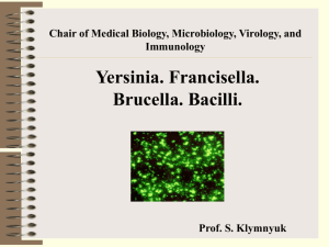 Yersinia. Francisella. Brucella. Bacilli