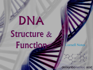 DNA - Shoreline
