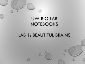 Lab 1: Beautiful Brains