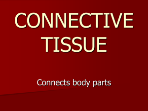 CONNECTIVE TISSUE