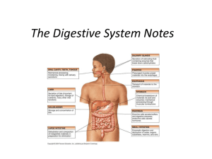 The Digestive System Notes