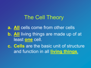 Cell Cycle & Mitosis Powerpoint