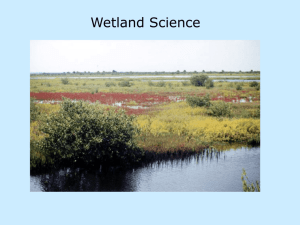 Defining Wetlands