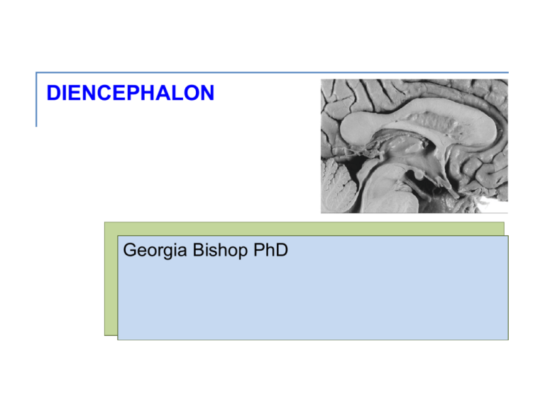 pineal-gland