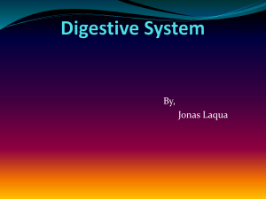 digestive_system