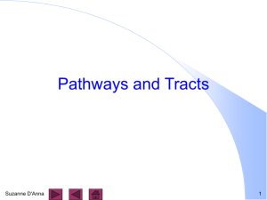 6-4 Pathways and Tracts