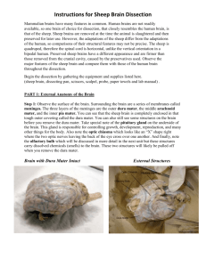 Removal of the Dura Mater External Structures