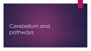 9-10 Cerebellum and Pathways - 34-602-Neuroanatomy