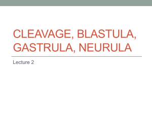 Cleavage, blastula, gastrula, neurula