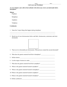 Name: : Cell Cycle Lab Worksheet As you compare your cells to the