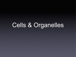 Cell Organelle Notes Cells & Organelles 2014 KRS