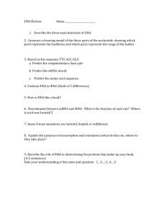 DNA Review Name Describe the three main functions of DNA 2