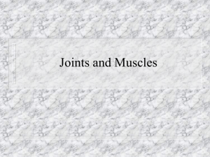 Bones, Joints and Muscles