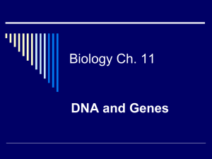 Biology Ch. 11 - Holden R