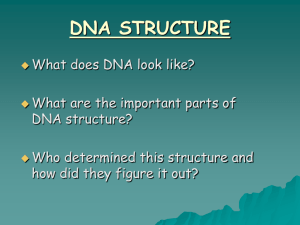 DNA structure and history ppt