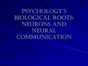 Psychology's biological roots: neurons and neural communication