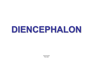 Diencephalon Telencephalon