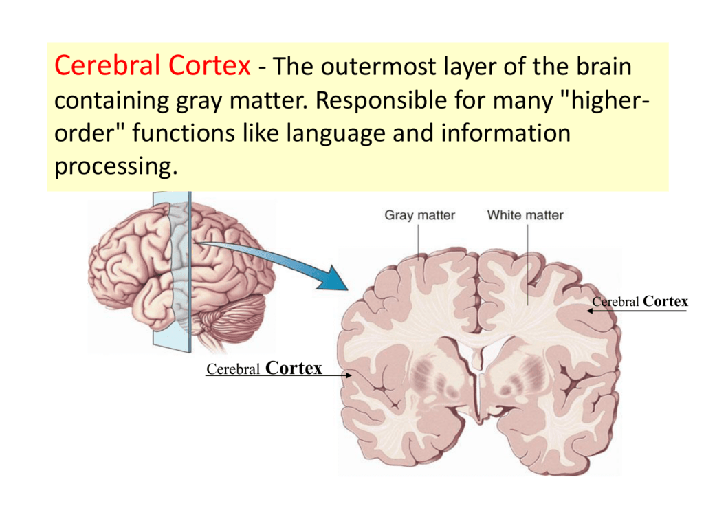 What Is The Cerebral Cortex Responsible For