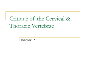 Critique of the Cervical & Thoracic Vertebrae