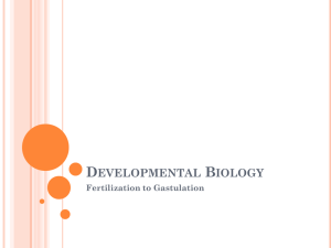 Embryo Development Powerpoint