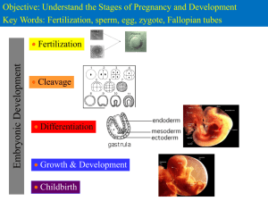 Human Embryonic Development