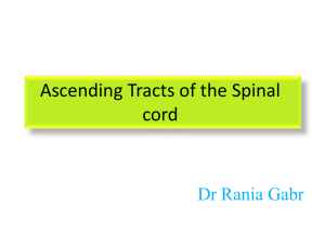 4-Ascending Tracts of the Spinal cord