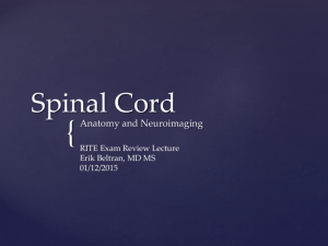 Spinal Cord