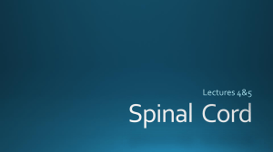 Spinal Cord - 34-602-Neuroanatomy-SP15