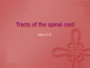 Tracts of the spinal cord