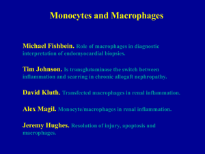 Monocytes and Macrophages