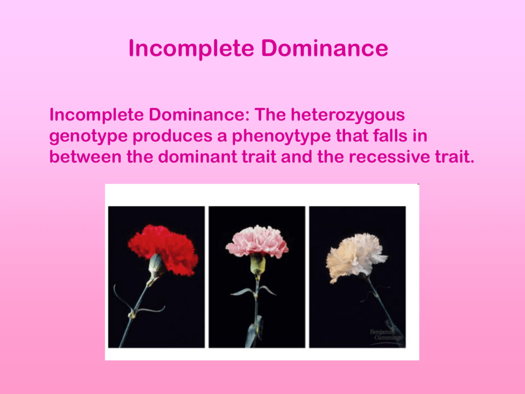 what are the examples of incomplete dominance