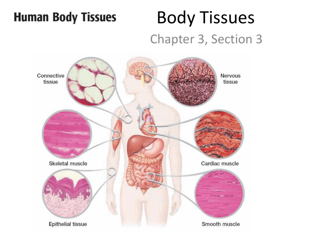 Body Tissues