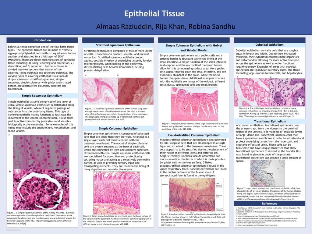 epithelial-tissue-characteristics-and-classification-scheme-and-types