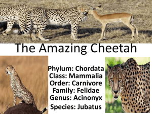 The Amazing Cheetah
