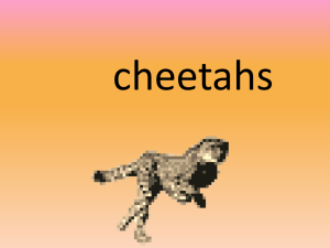 cheetah - Landscore Primary School