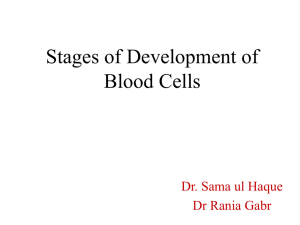 Stages of development of Blood Cells