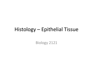 Histology – Epithelial Tissue