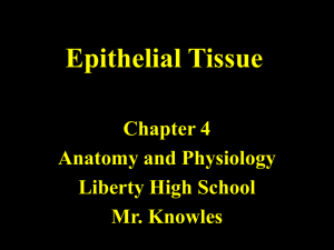 Chapter 4 Tissues-Epithelial Lecture