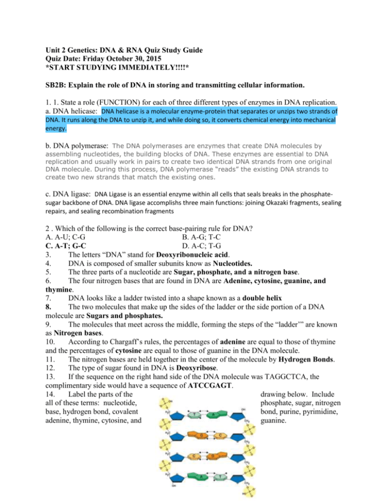 Rna Worksheet Mr Hoyle Answers