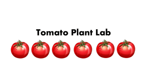 Tomato Plant Lab Write Up