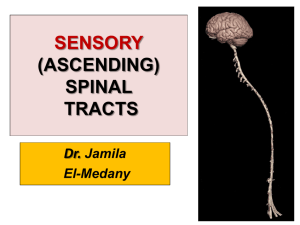 Ascending Spinal Tracts