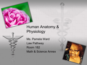 Human Anatomy & Physiology