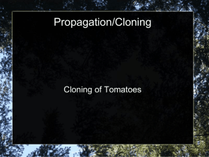 Cloning Tomato Plants