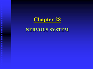 Chapter 28: Nervous System